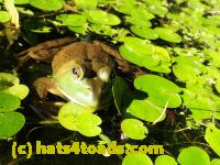 /home//u458753944/public_html/sourcegallery//Frogs/More bullfrogs/P7261259.JPG